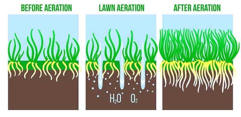 What Is Lawn Aeration?